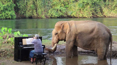 VIDEO: Un elefante rescatado goza de la sonata de Beethoven que un pianista toca para él junto a un río en Tailandia