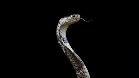 VIDEO: Un gato valiente se enfrenta a una cobra y salva a su dueño