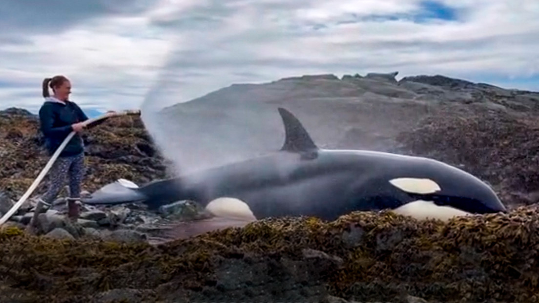 Voluntarios salvan a una orca varada en la costa de Alaska al mantenerla húmeda (VIDEO, FOTOS)