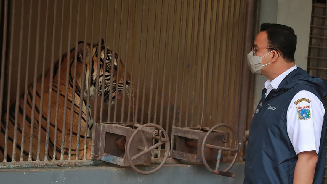 Dos tigres de Sumatra se recuperan en Indonesia tras contagiarse de covid-19