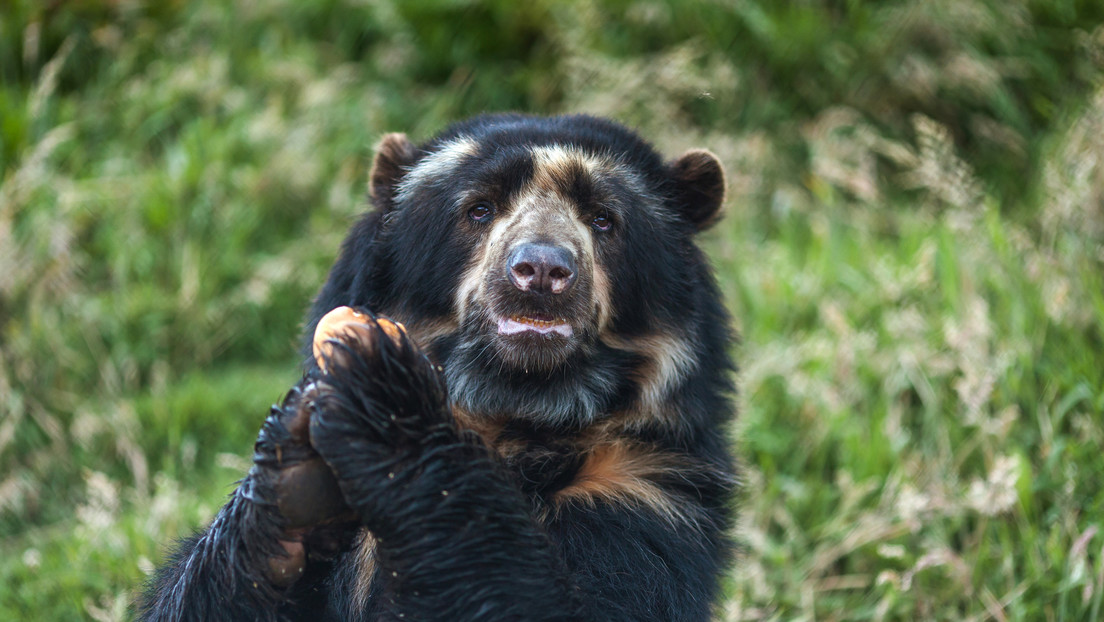 El único oso autóctono suramericano (y en riesgo de extinción) ya tiene territorio protegido en Venezuela