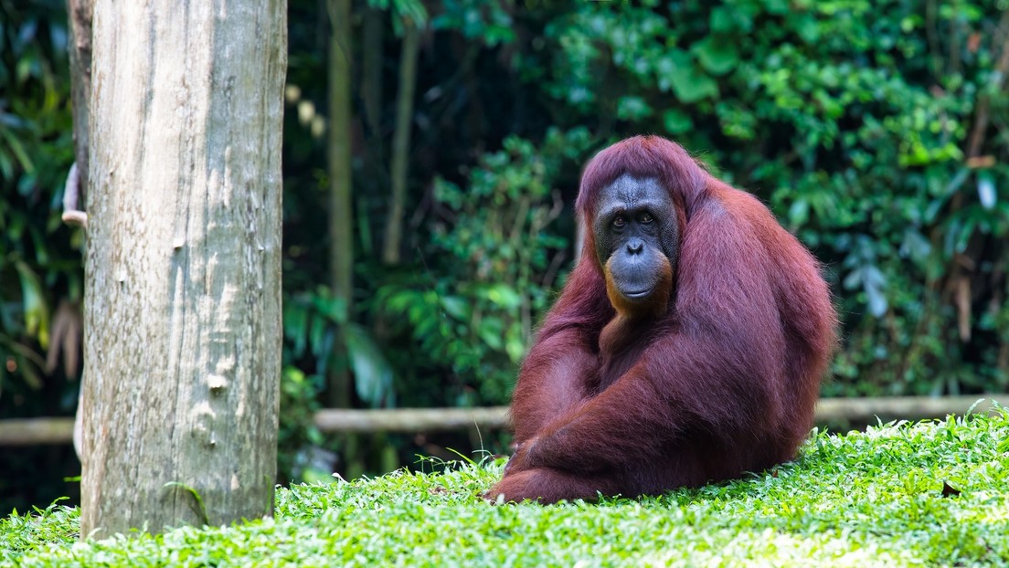 VIDEO: Orangután se prueba y modela unas gafas de sol en un zoológico de Indonesia
