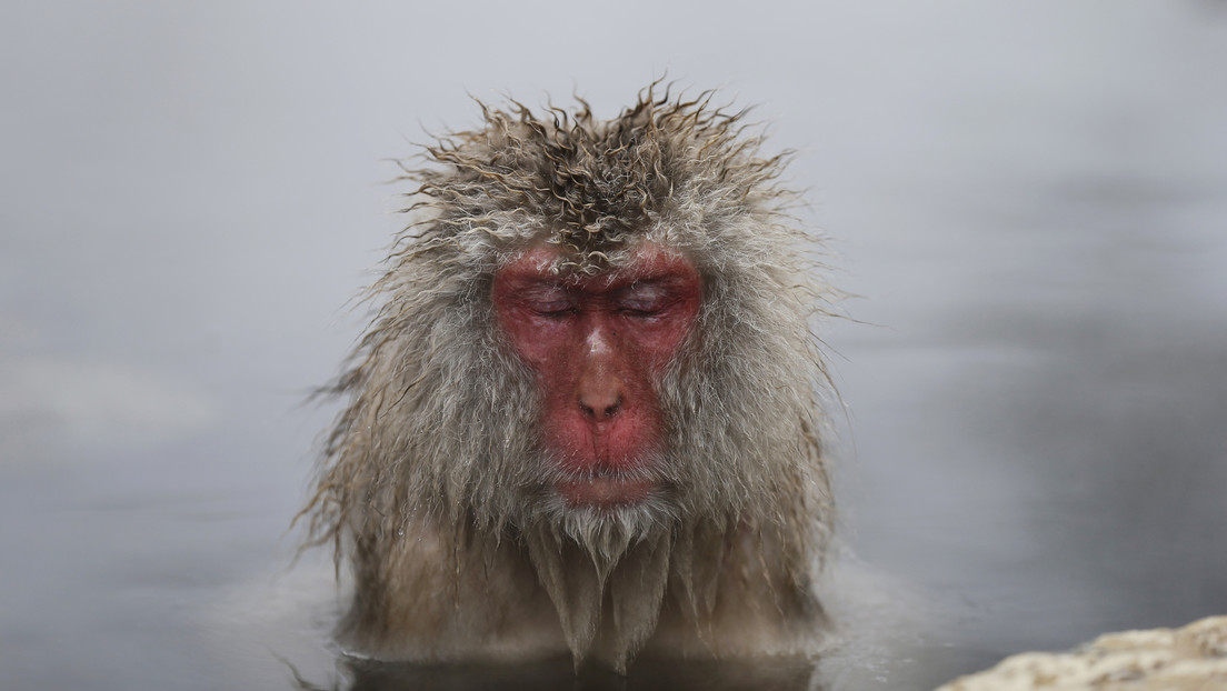 Una hembra alfa aparece por primera vez en los 70 años de historia de una reserva de macacos en Japón