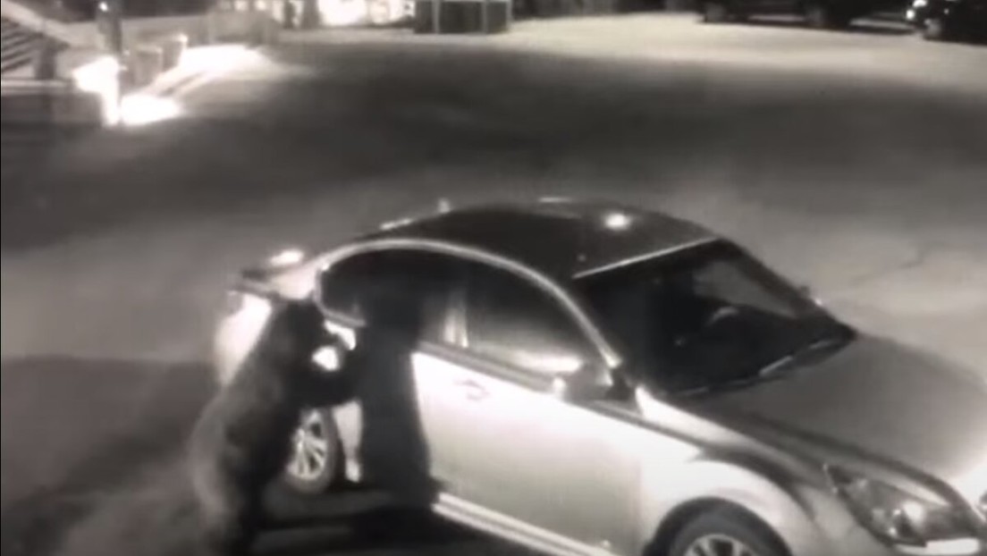 Un oso abre la puerta del vehículo de un policía para ver qué hay dentro (VIDEO)