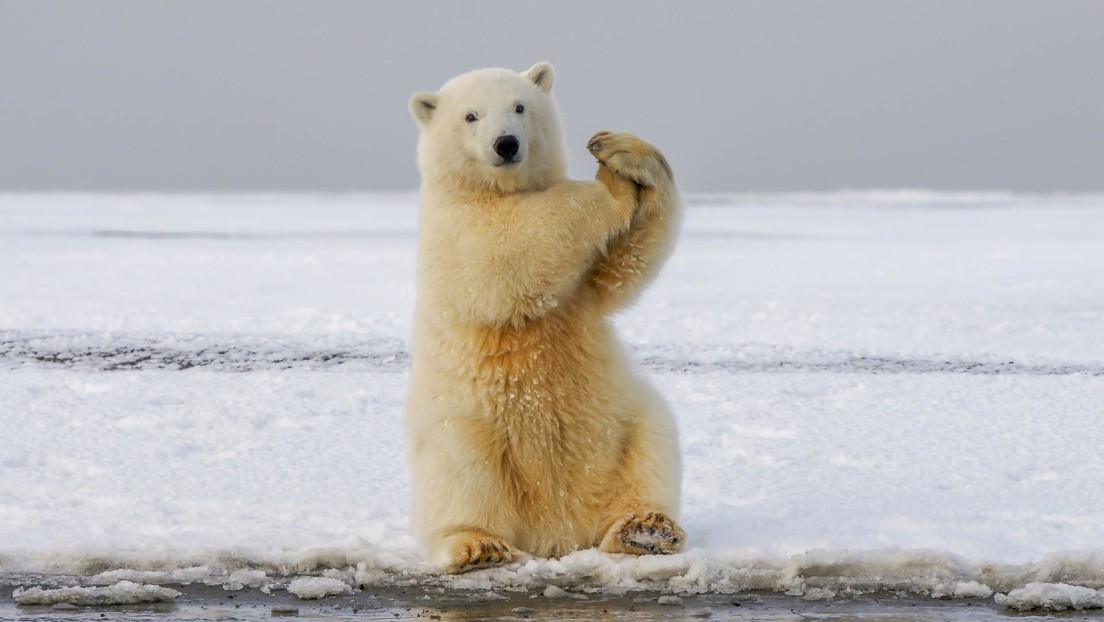 No era una leyenda: los osos polares pueden cazar morsas lanzándoles piedras y bloques de hielo a la cabeza