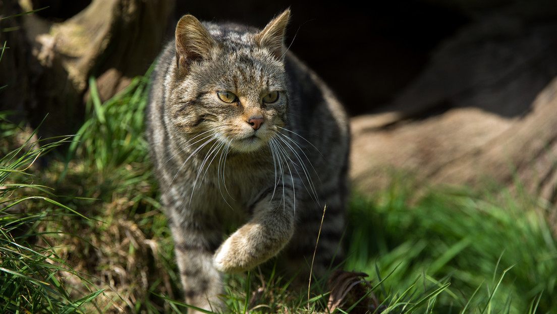 Gatos monteses vuelven a poblar los bosques de Países Bajos