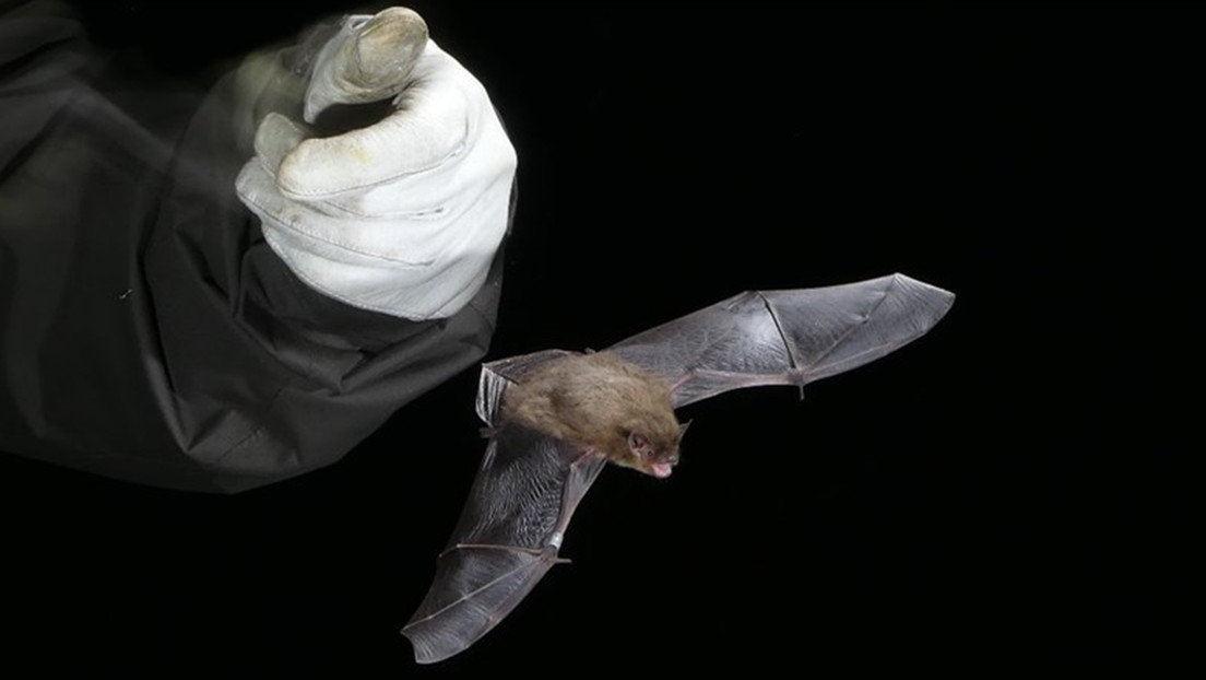 Un murciélago 'olímpico' vuela 2.000 kilómetros entre Reino Unido y Rusia para ir a caer en las garras de un gato