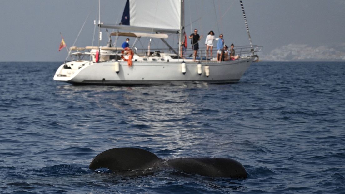 España limita la navegación de pequeños veleros en la costa sur por encuentros con las orcas