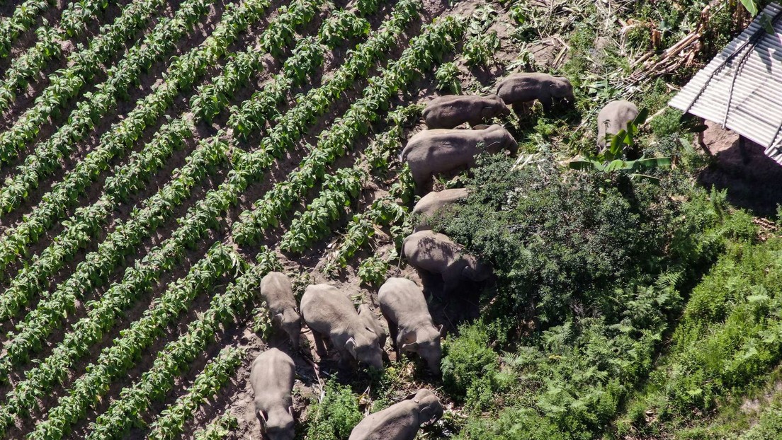 Manada de elefantes regresa a salvo a casa tras más de un año de vagar por China provocando destrozos a su paso