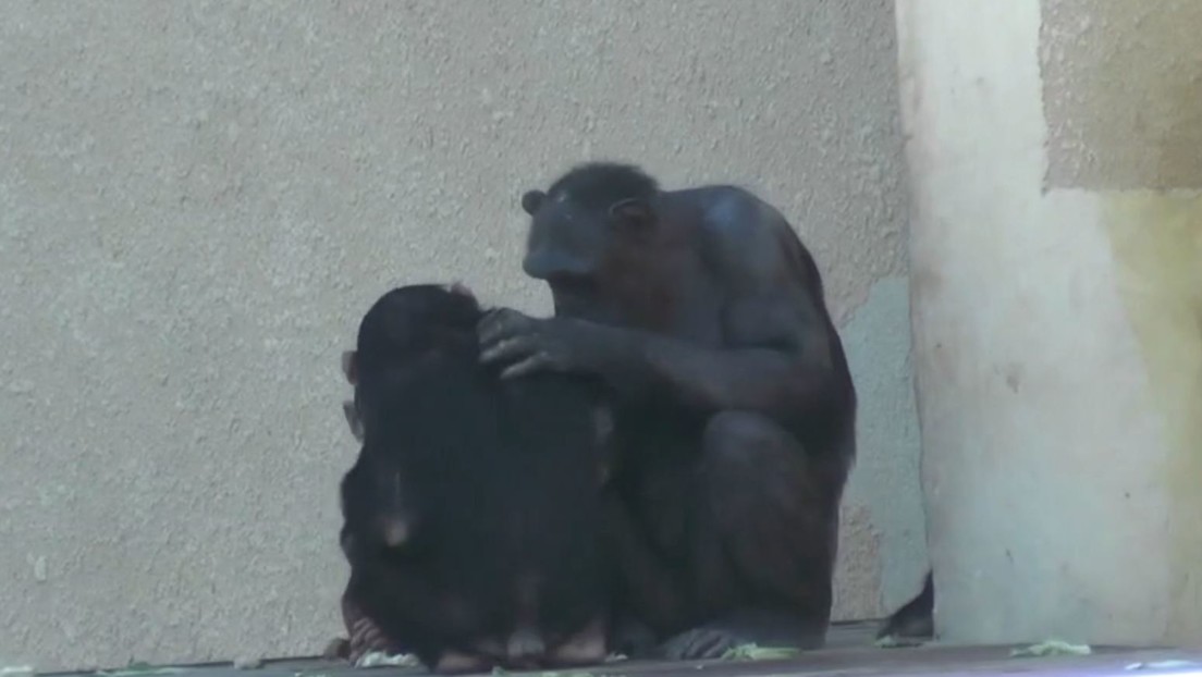 Descubren que algunos primates tienen costumbres sociales similares a las de los humanos