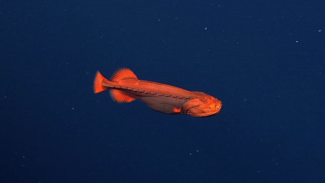 VIDEO, FOTO: Un raro pez que cambia radicalmente de forma durante su vida es avistado en aguas profundas de California