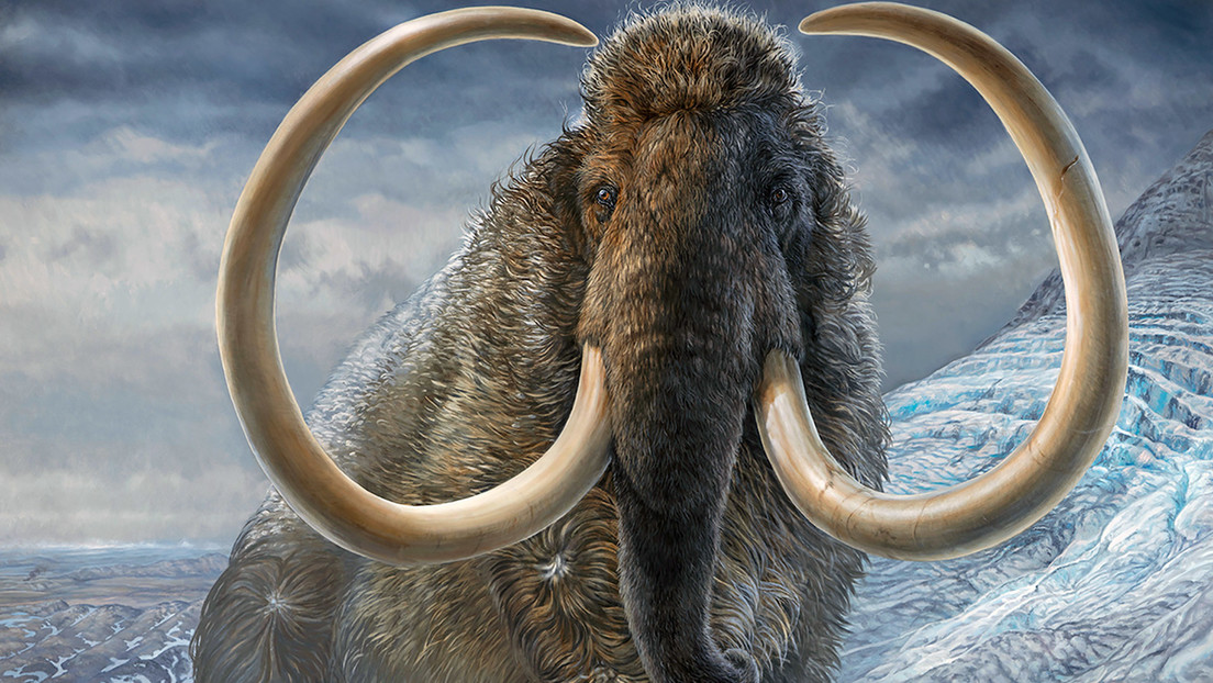 El colmillo de un mamut permite concluir que el animal "dio casi dos vueltas al mundo" a lo largo de su vida