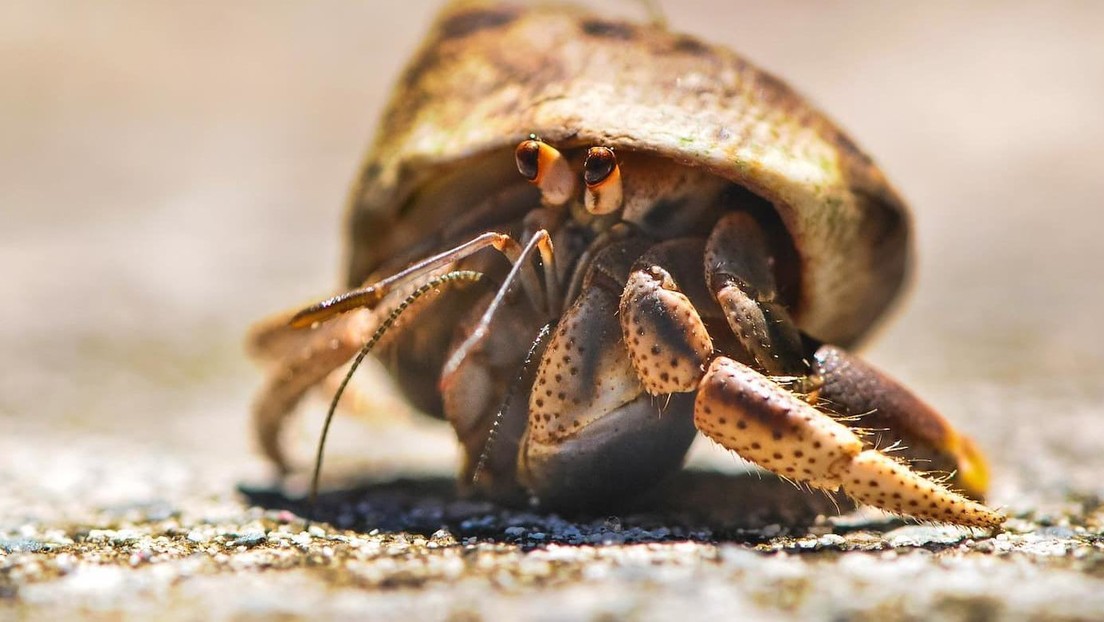 Sustancias plásticas en los océanos atraen por engaño a los cangrejos ermitaños que buscan comida