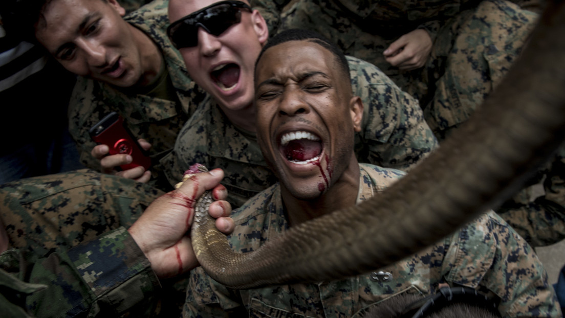 Comer escorpiones y beber sangre de cobras: proscriben el uso de animales vivos durante un ejercicio militar de supervivencia