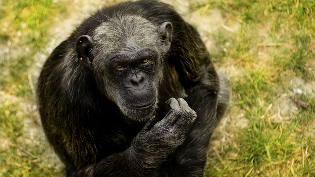 El chimpancé más viejo de Europa muere a los 49 años