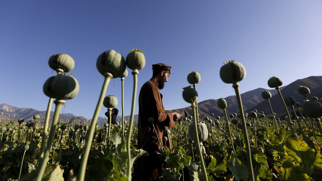 Moscú: La lucha de EE.UU. contra el narcotráfico en Afganistán derivó en "un proyecto para crear un laboratorio de drogas a escala mundial"