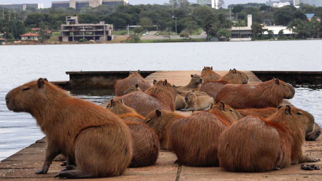 Carpinchos invaden un barrio cerrado de Buenos Aires, atacan mascotas y causan accidentes