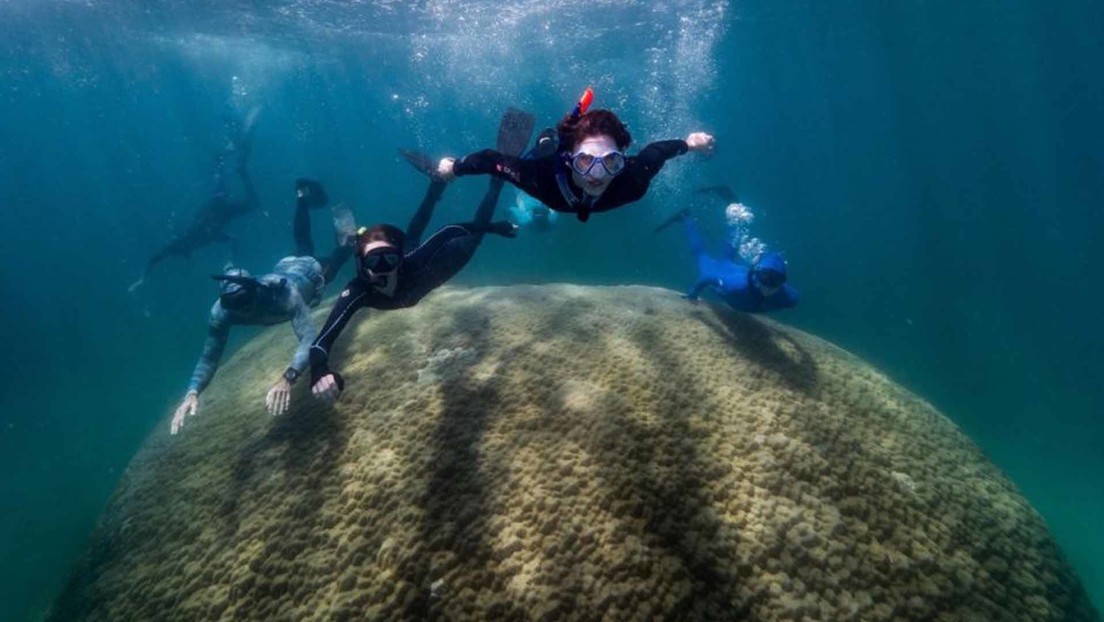 Encuentran el coral vivo más grande de Australia (y más antiguo que el propio país)