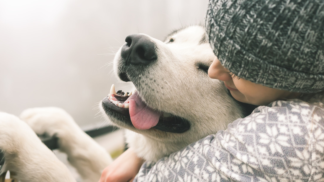 "Un método seguro para reducir estrés": Confirman que abrazar a un perro ayuda a mejorar el bienestar mental