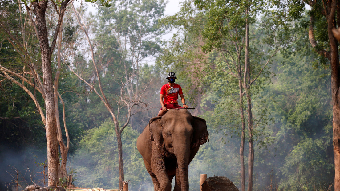 Prohíben a las personas en estado de embriaguez conducir elefantes en Sri Lanka