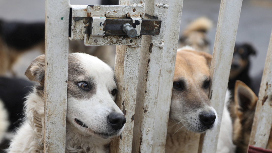Matan a tiros a los perros de un refugio de rescate en Australia debido a las restricciones de covid-19