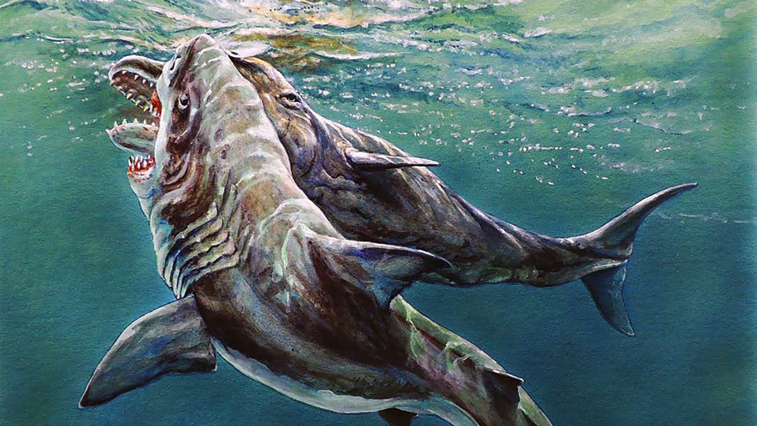 Reconstruyen a partir del fósil de un diente lo que sería el primer ataque de un tiburón gigante a un cachalote