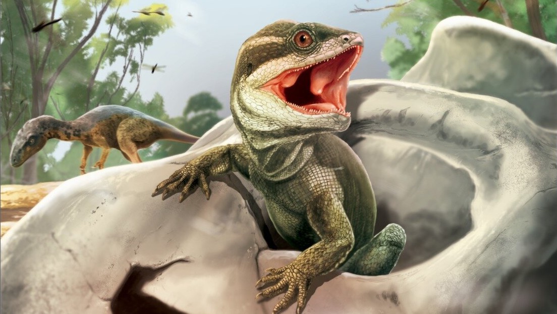 Hallan en Argentina al "abuelo de los lagartos", un reptil que convivió con los dinosaurios hace 230 millones de años