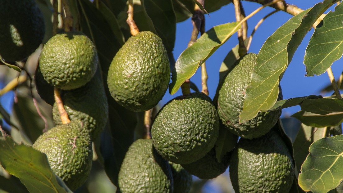 VIDEO: Una mujer deja una semilla de aguacate en la oscuridad durante meses y queda atónita al ver el resultado de su intento de cultivarla