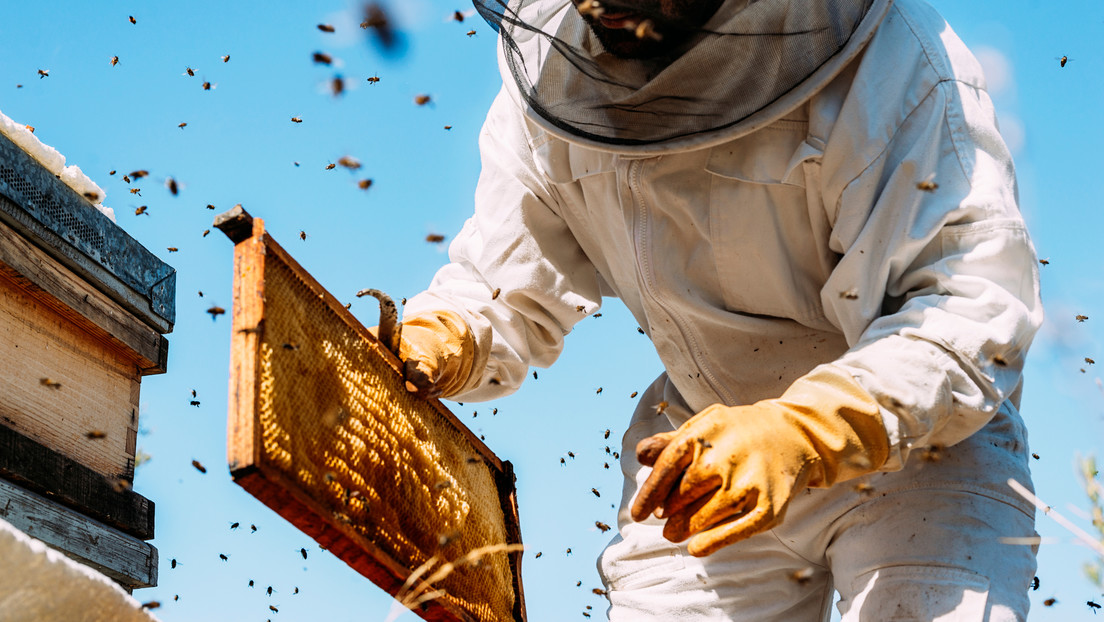 Un "cruel" incendio provocado en colmenas mata a más de un millón de abejas y deja "devastado" a su propietario