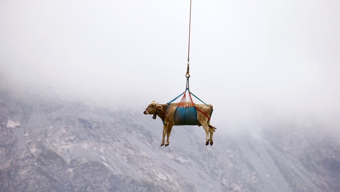 Vaca transportada en helicóptero