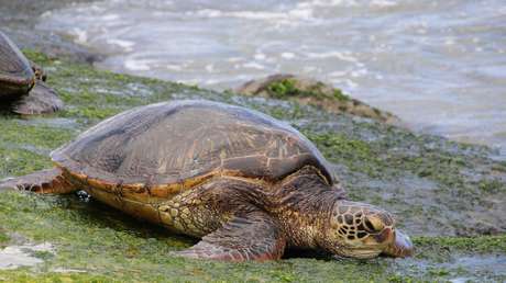 Un estudio advierte que la contaminación plástica crea una "trampa evolutiva" para las tortugas marinas jóvenes