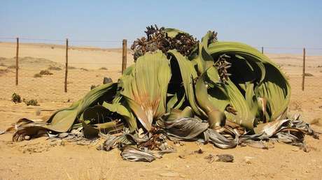 Un estudio explica algunos de los secretos genéticos de una planta "que no puede morir"