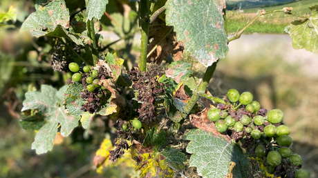 La producción del vino francés cae a un nivel "históricamente bajo" tras devastadoras heladas primaverales