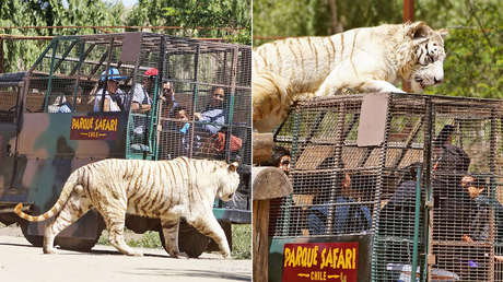 Muere una mujer en un zoológico en Chile tras ser atacada por un tigre
