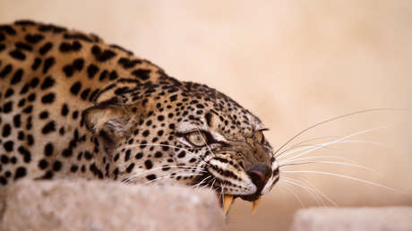 Hospitalizan a una modelo atacada y herida por un leopardo durante una sesión de fotos