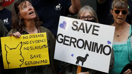 Sacrifican a la alpaca Gerónimo tras dar positivo por tuberculosis pese al intento desesperado de su dueña de salvarla