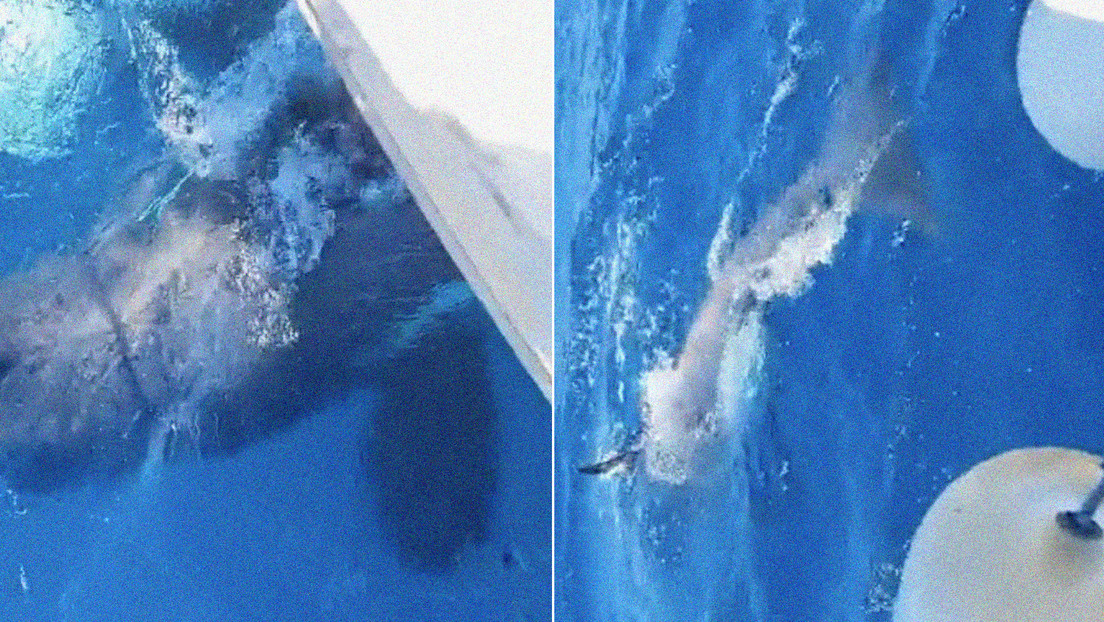 Un grupo de orcas embiste a un velero en la costa de España (VIDEO)