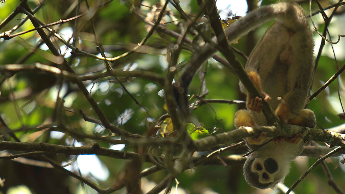 El país amazónico que puntea en el millonario negocio del tráfico ilegal de fauna silvestre