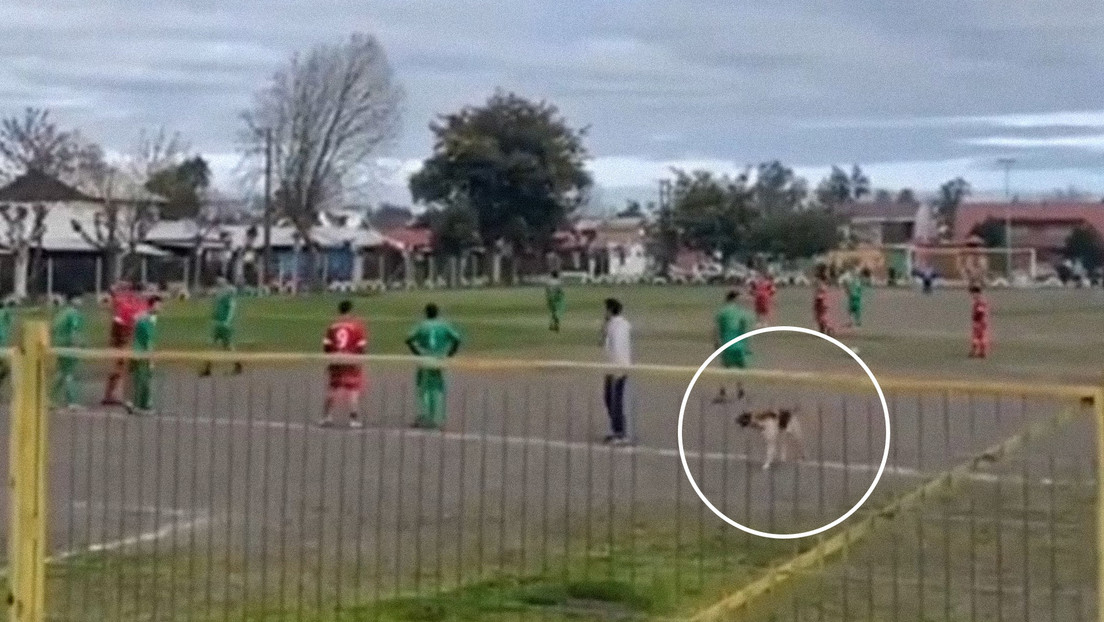 VIDEO: Un perro invade un campo de fútbol en pleno partido y 'anota' un golazo