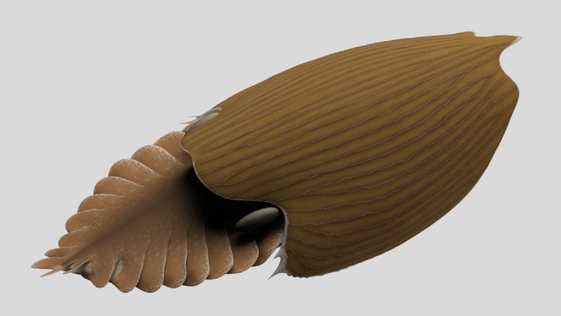 Descubren el "enorme" fósil de una nueva especie de "gigante" marino que vivió hace más de 500.000 años