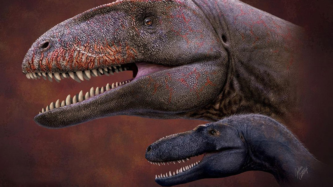 Científicos analizan la piel fosilizada de un dinosaurio y descubren que  algunas partes tienen forma de diamante - RT