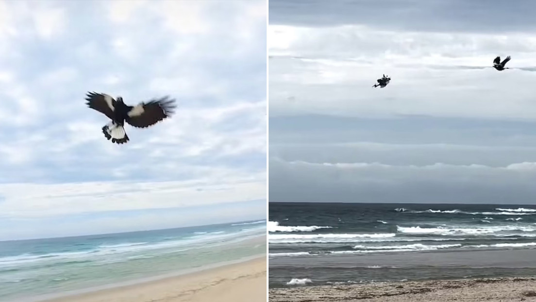 VIDEO: Una urraca agresiva se lanza a la caza de un dron en pleno vuelo