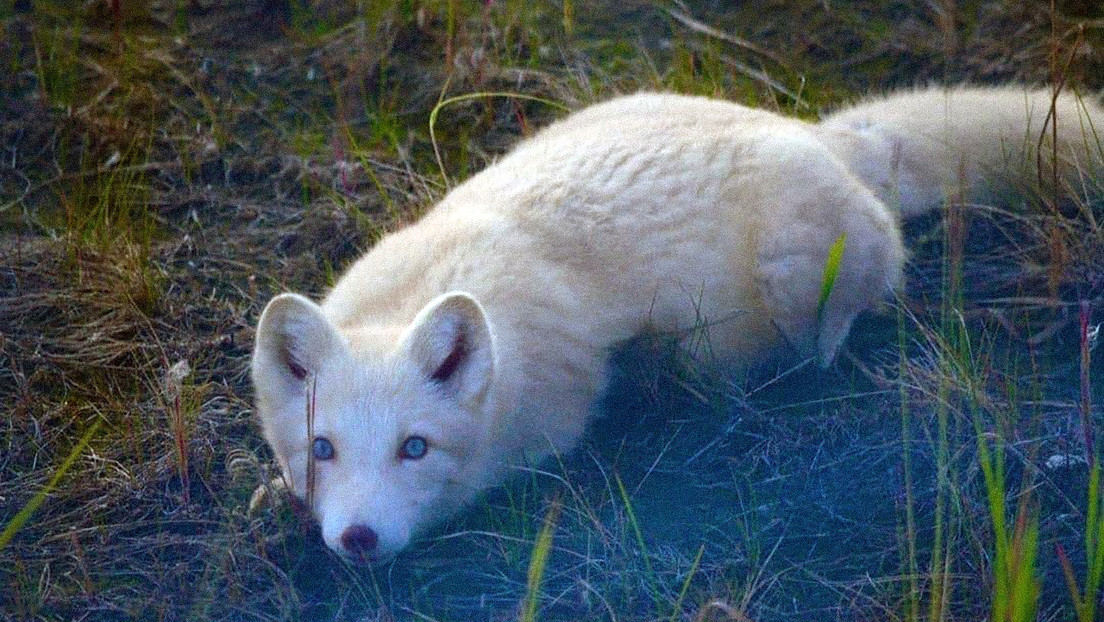 FOTOS: Captan un raro zorro polar de ojos celestes, nariz rosada y pelo rubio claro en el ártico ruso