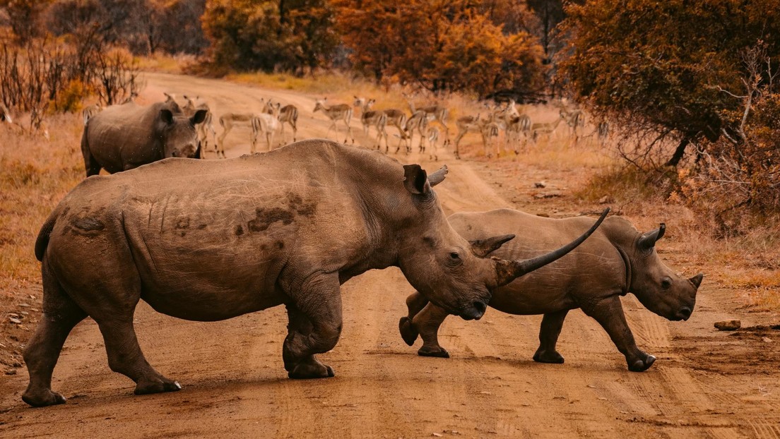 Transportación de rinocerontes boca abajo y obesidad de políticos como indicador de corrupción: anuncian los ganadores del 'Ig Nobel' de este año