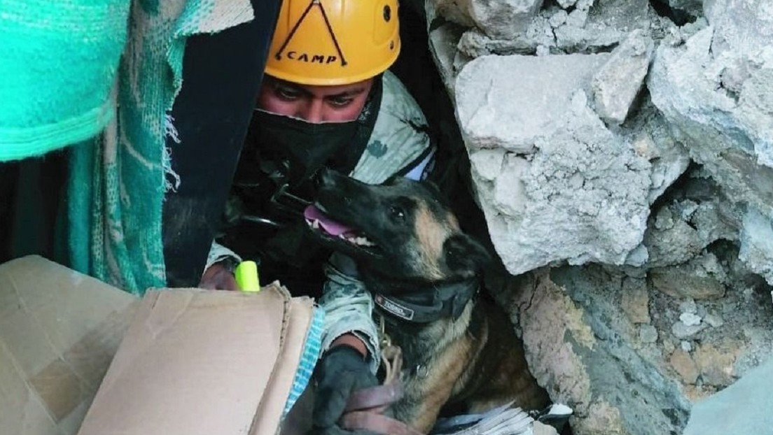 Perros de rescate apoyan en la búsqueda de varios desaparecidos tras el deslave en el cerro del Chiquihuite