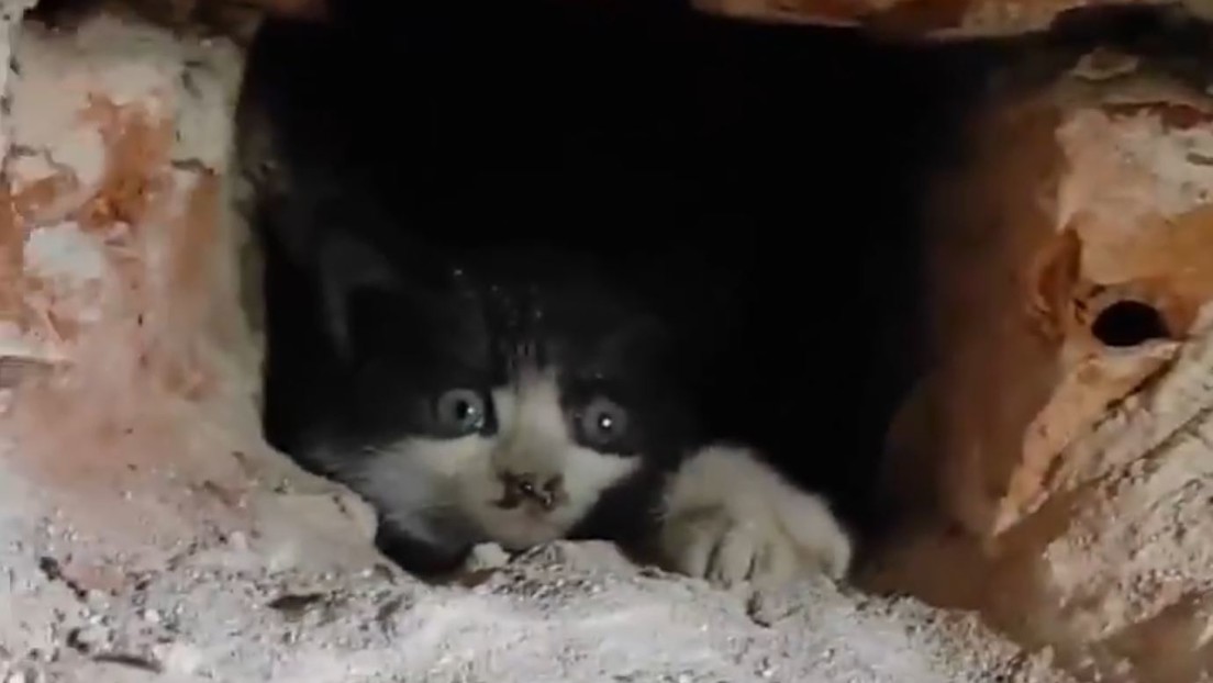 Rescatistas salvan a 2 gatitos de la chimenea, perforando la pared de un edificio en Rusia, mientras su madre estaba cerca esperándolos (VIDEO)