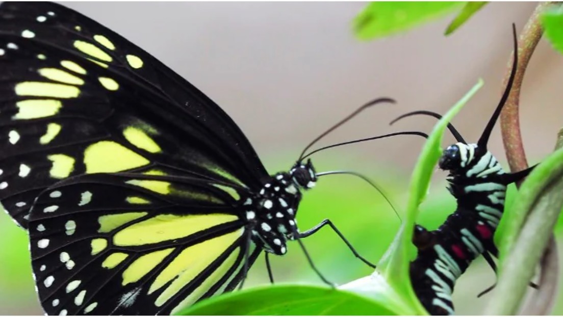 Esta mariposa caníbal se come a las orugas de su misma especie para ser más tóxica y atractiva para las hembras