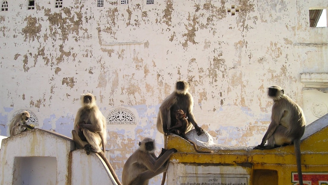 Muere al saltar al vacío en su intento de escapar de un ataque de monos en la India