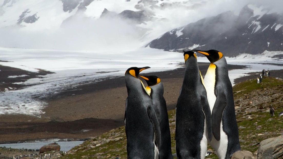 Catalogan una nueva especie de pingüinos antiguos descubiertos por escolares