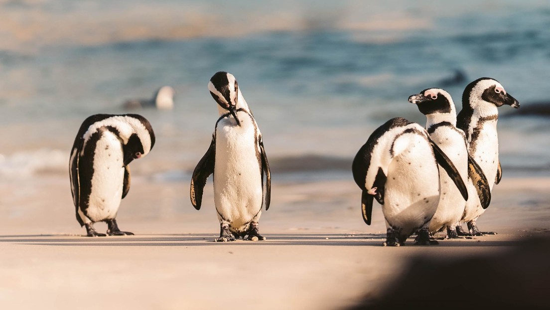 Abejas del Cabo, sospechosas de matar a 63 pingüinos en peligro de extinción en Sudáfrica